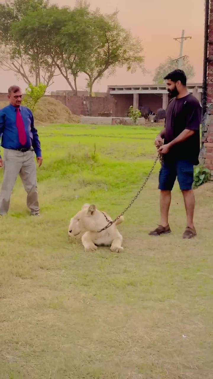 冲刺终点:美国队对荷兰队展开激烈对抗的简单介绍 冲刺终点:美国队对荷兰队展开激烈对抗的简单介绍